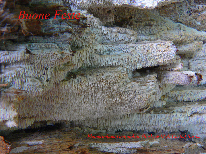 Auguri (Panerochaete magnoliae)